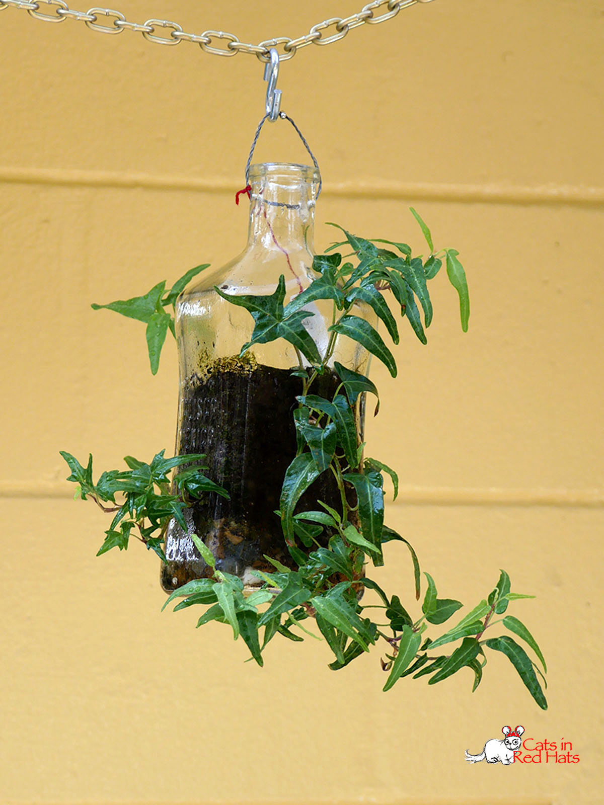 Jelisco Tequilla bottle with holes in sides for plants