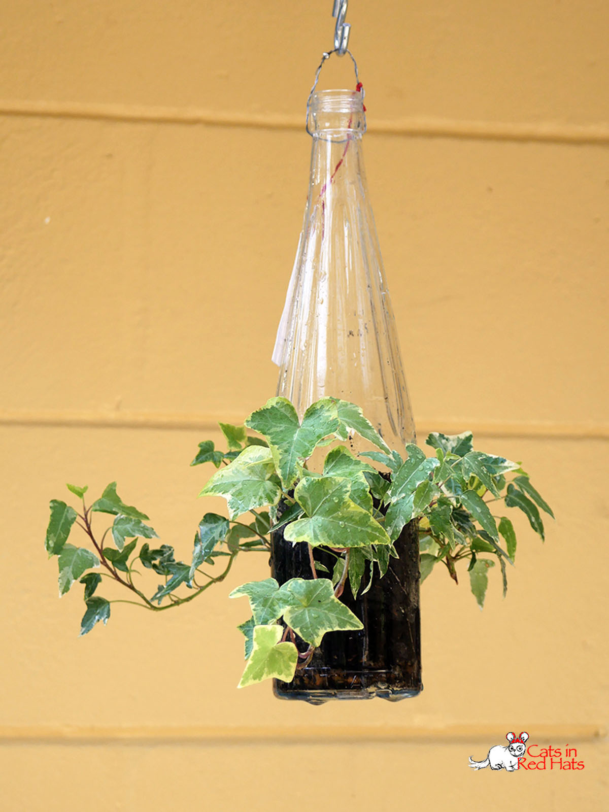 Long clear flutted bottle with holes in sides for plants