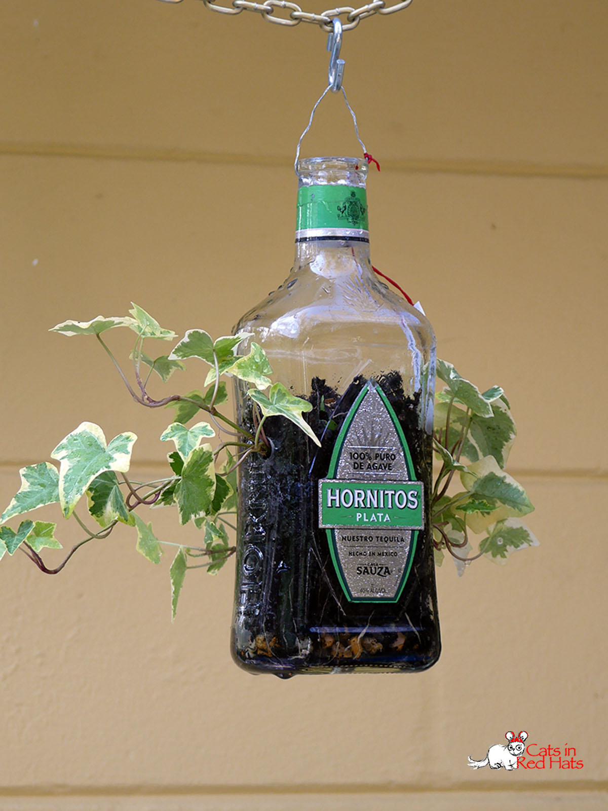 Hornitos bottle with holes in sides for plants