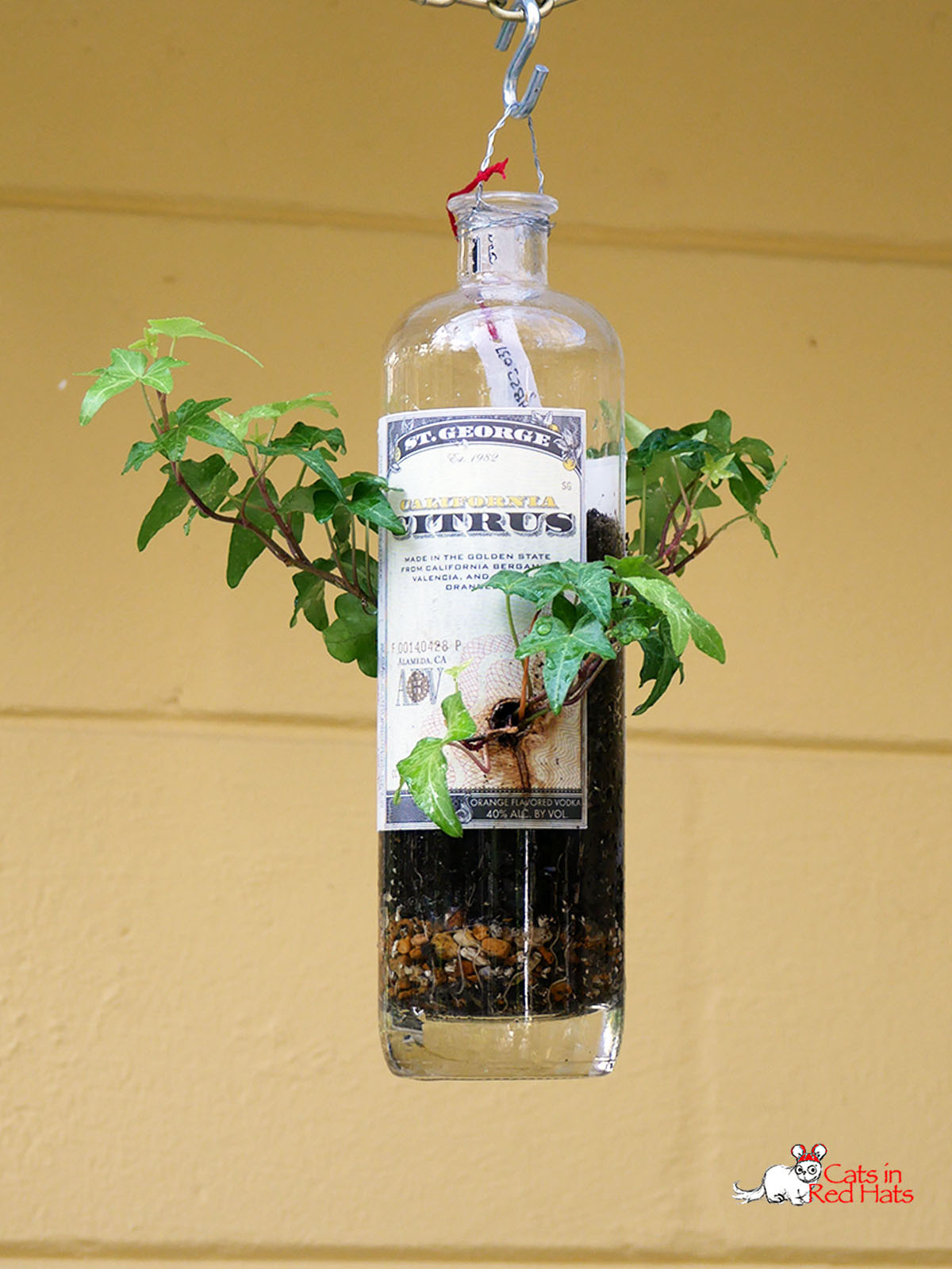 Citrus bottle with holes in sides for plants